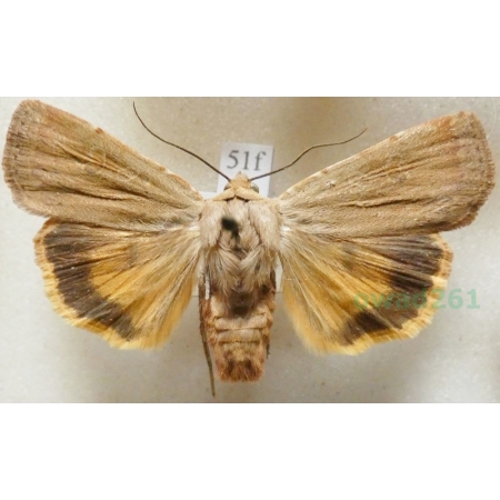 Noctua comes Hübner, 1813 Rolnica komes Czech51f